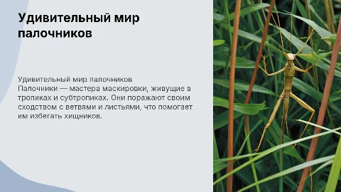 палочники