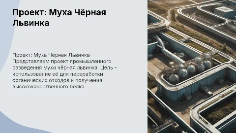 Презентация проекта по разведению мухи чёрная львинка