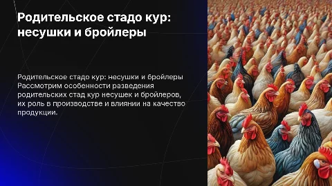 родительское стадо кур несушек и бройлеров