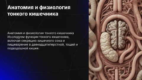 Анатомия и физиология тонкого кишечника: пищеварение и секреция