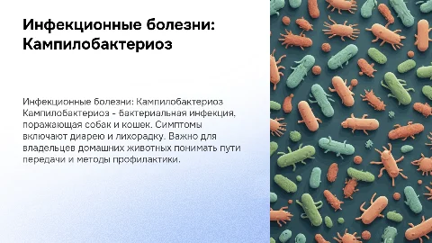 Инфекционные болезни собак и кошек. Кампилобактериоз
