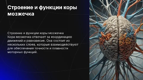 Строение и функции коры мозжечка