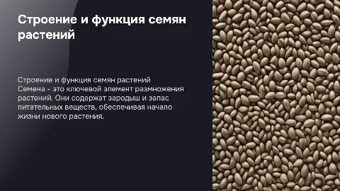 строение семян