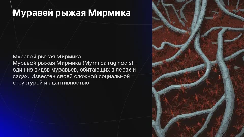 Муравей рыжая Мирмика ( Myrmica ruginodis )