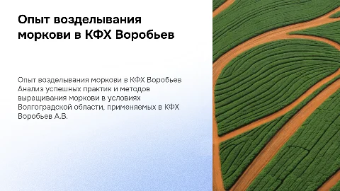 Опыт возделывания моркови в КФХ Воробьев А.В.