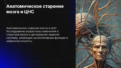 Анатомическое старение мозга и центральной нервной системы