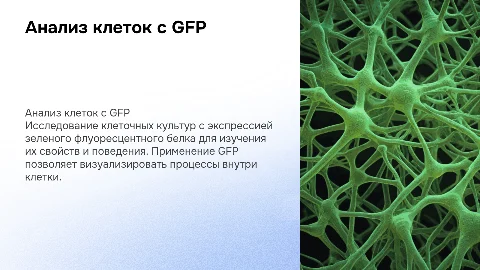 Получение и анализ клеток с зеленым флуоресцентным белком (GFP)