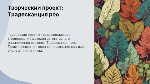 Творческий проект по вегетативному выращиванию Традесканции рео