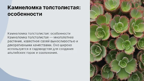 камнеломка толстолистая