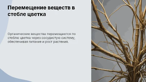 Перемещение органических веществ в стебле цветка