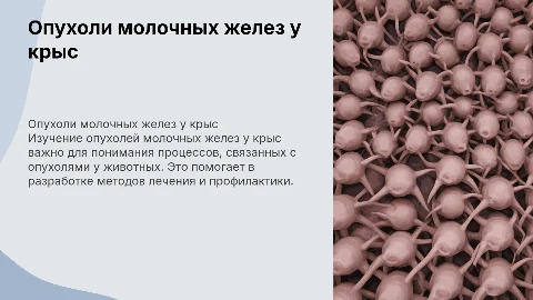 опухоли молочных желез у крыс, ветеринарная презентация