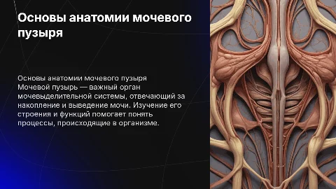 мочевой пузырь