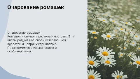 Ромашки