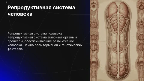 РЕСПРОДУКТИВНАЯ СИСТЕМА ЧЕЛОВЕКА