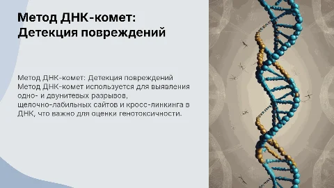Метод ДНК-комет: детекция разрывов и повреждений ДНК