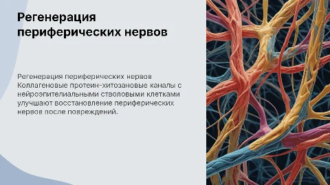 Коллагеновые протеин-хитозановые каналы для регенерации нервов