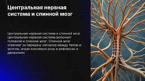Центральная нервная система .Спинной мозг