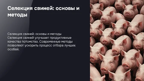 Селекция свиней