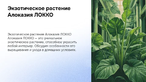 Проект по биологии: Экзотическое растение алоказия ЛОККО
