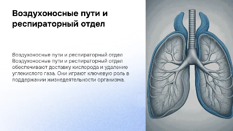 Воздухоносные пути и респираторный отдел