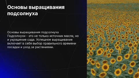 Выращивание подсолнуха