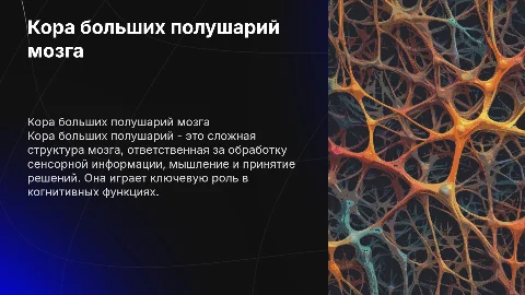 кора больших полушарий