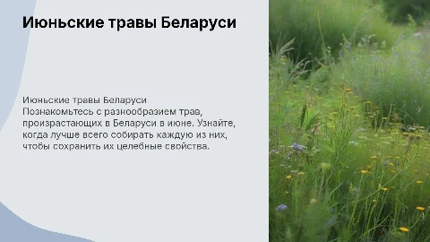 Знакомство с июньскими травами Беларуси и календарём сбора