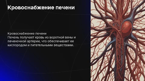 кровоснабжение печени