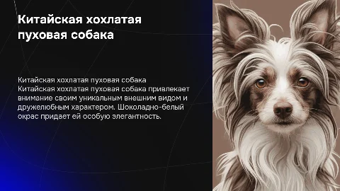 Презентация китайской хохлатой пуховой собаки