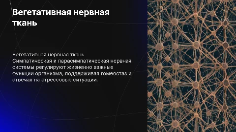 Вегетативная нервная ткань симпатическая и парасимпатическая