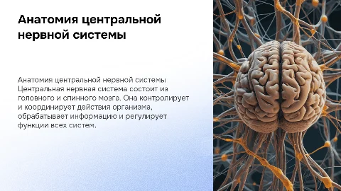 Презентация по анатомии человека: центральная нервная система