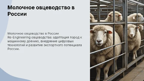 Молочное овцеводство: Re-Engineering и экспортный потенциал