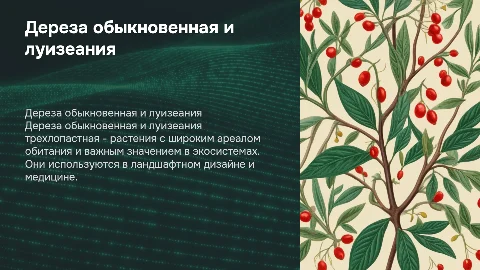 Характеристика и значение дерезы обыкновенной и луизеании