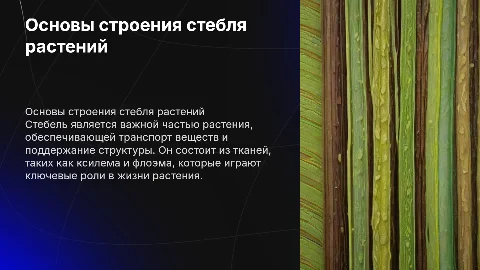 строение стебля