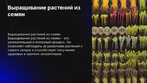 выращивание растений из семян