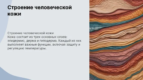 строение кожи