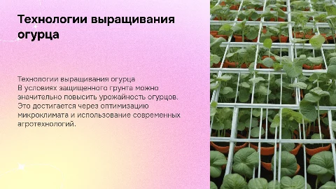 Совершенствование технологии возделывания огурца в теплицах