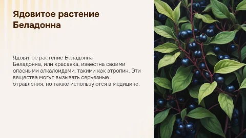 Ядовитое растение "Беладонна"