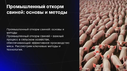 Промышленный откорм свиней