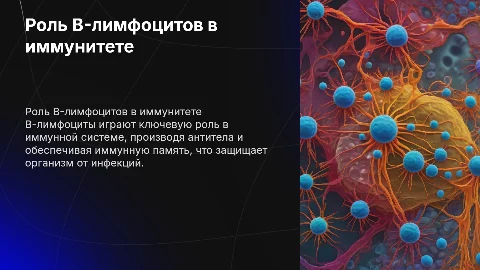 B-лимфоциты