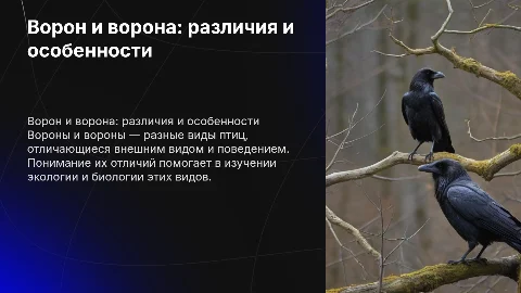 ворон и ворона разные виды птиц
