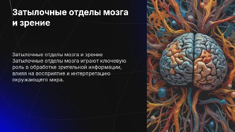 Затылочные отделы мозга и зрительное восприятие