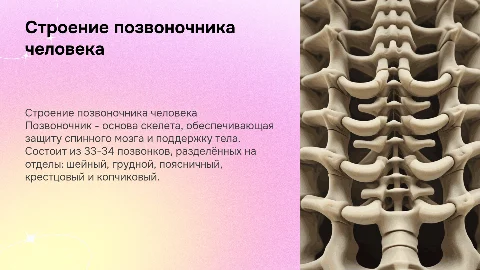 позвоночник строение