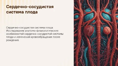 Анатомо-физиологические особенности сердечно-сосудистой системы плода
