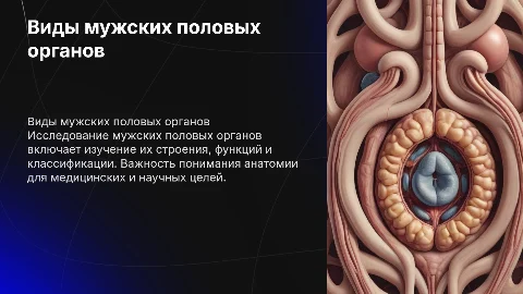 мужские половые органы и их виды
