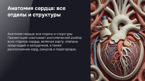 Анатомический разбор сердца: отделы, клапаны и аорта