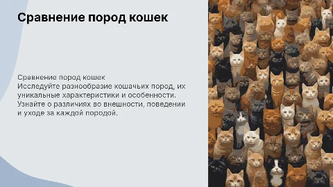 Сравнительная характеристика различных пород кошек