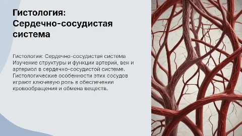 Презентация по гистологии: сердечно-сосудистая система