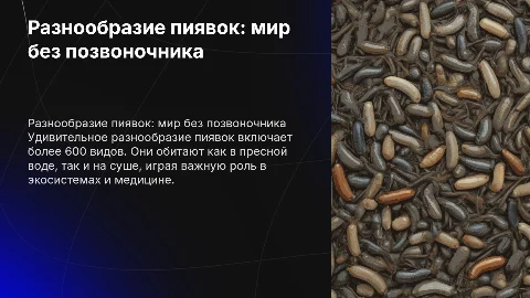 разнообразие пиявок