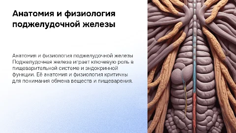 поджелудочная железа анатомия и физиология